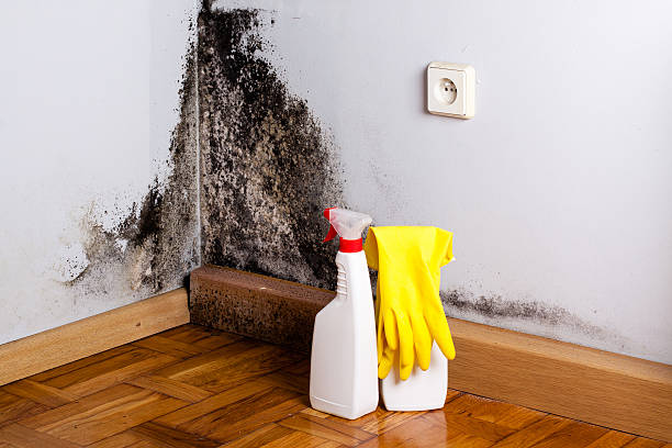 Best Attic Mold Removal  in Fort Wayne, IN